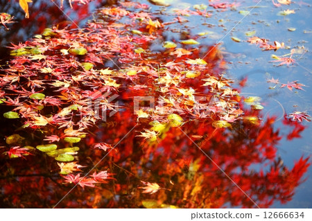 Mapa leaf coloring on the surface of the water Japanese Maple Leaves with Refrection 12666634