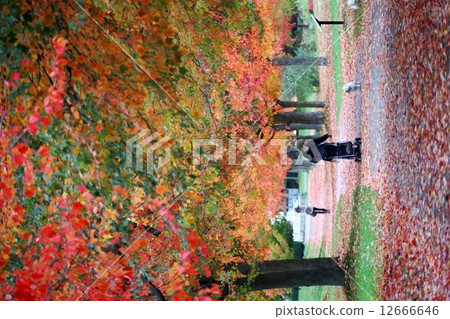 People and Dogs in Autumn Leaves People and Dogs in Full Color Autumn 12666646