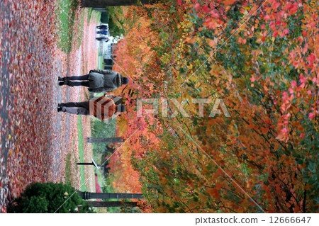 People walking in autumn leaves People Walking in Full Color Autumn 12666647