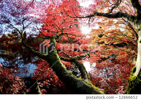 Colorful autumn leaves and ponds Japanese Maple and Pond in Full Autumn Color Colorful autumn leaves and ponds Japanese Maple and Pond in Full Autumn Color 12666652