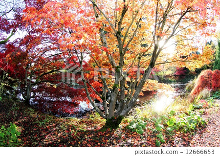 Colorful autumn leaves and ponds Japanese Maple and Pond in Full Autumn Color Colorful autumn leaves and ponds Japanese Maple and Pond in Full Autumn Color 12666653