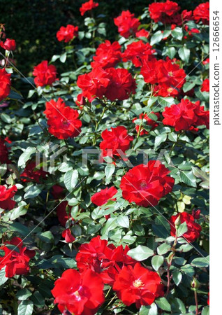 Roses of flowers · City of · Birmingham Roses of flowers · City of · Birmingham 12666654