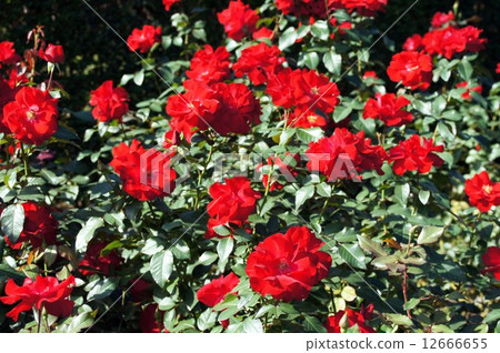 Roses of flowers · City of · Birmingham Roses of flowers · City of · Birmingham 12666655