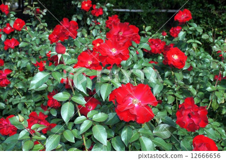 Roses of flowers · City of · Birmingham Roses of flowers · City of · Birmingham 12666656