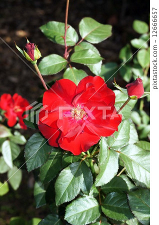 Roses of flowers · City of · Birmingham Roses of flowers · City of · Birmingham 12666657