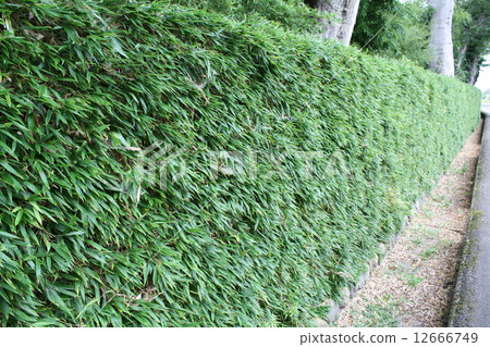 Katsura fence at Katsura Imperial Villa in Kyoto 12666749