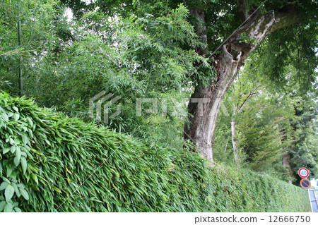 Katsura Rikyu Kurigaki 12666750