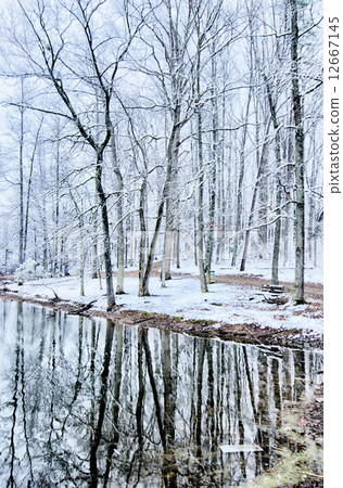 tree line reflections in lake during winter snow storm 12667145
