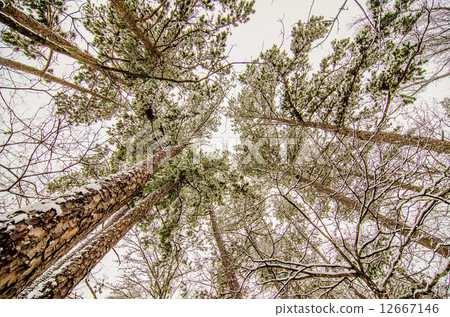 looking up at snow covered tree tops looking up at snow covered tree tops 12667146
