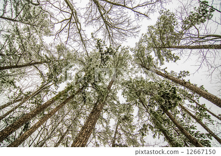 looking up at snow covered tree tops looking up at snow covered tree tops 12667150