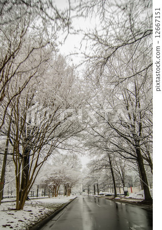 snow covered road and trees after winter storm snow covered road and trees after winter storm 12667151