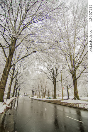 snow covered road and trees after winter storm snow covered road and trees after winter storm 12667152