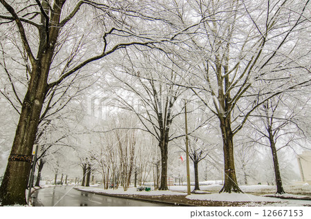 snow covered road and trees after winter storm 12667153