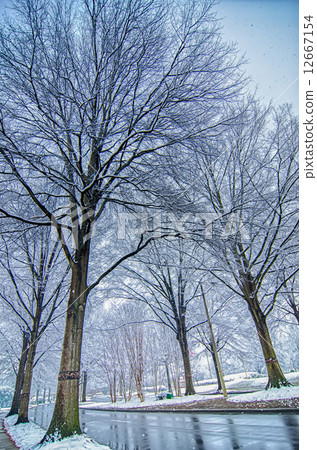 snow covered road and trees after winter storm snow covered road and trees after winter storm 12667154