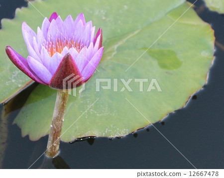 蓮花 12667478
