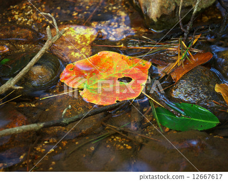 Fallen leaves Fallen leaves 12667617