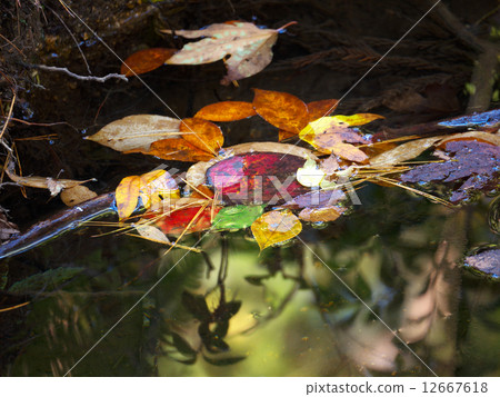 落葉 12667618