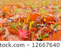 Image of forest wet in autumn rain 12667640