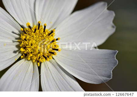 宇宙（秋天的櫻桃） 12667647