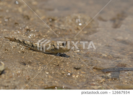 Minami Tobihaze 12667934