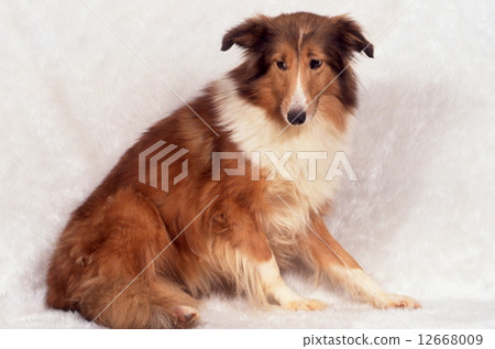 Cute little puppy 12668009