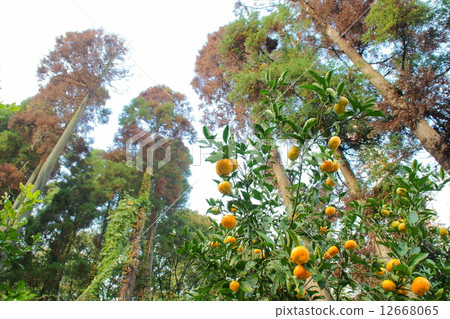 Mandarin orange 12668065