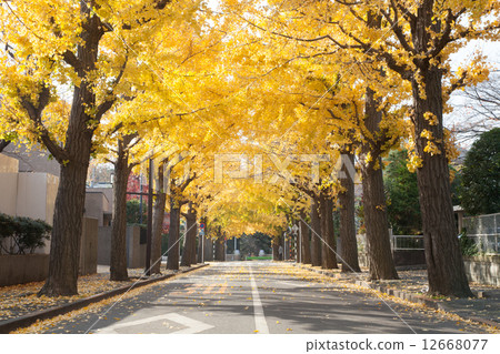 Ginkgo aki 12668077