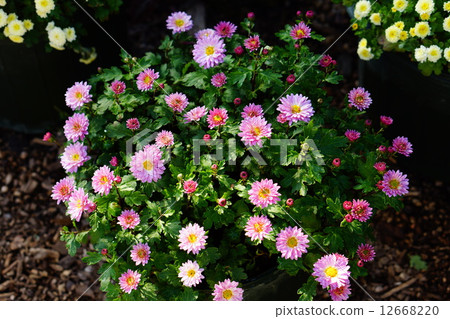 KOKIKI pink 12668220