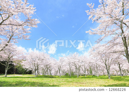 櫻花盛開 櫻花盛開 12668226