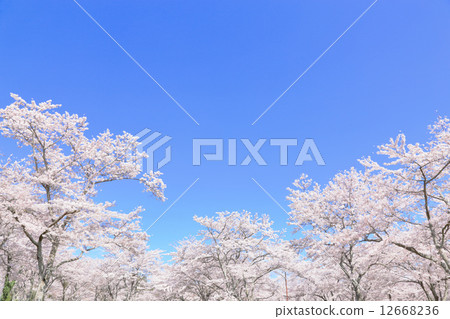 Cherry tree in full bloom  12668236
