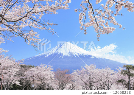 富士和櫻花 富士和櫻花 12668238