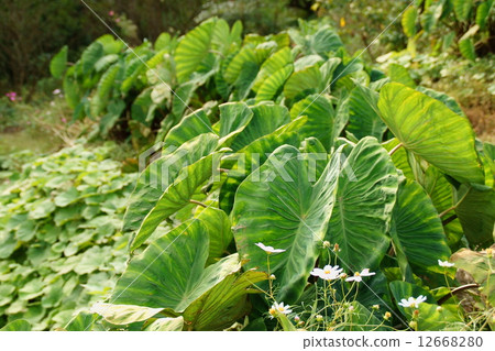 Taro leaf 12668280