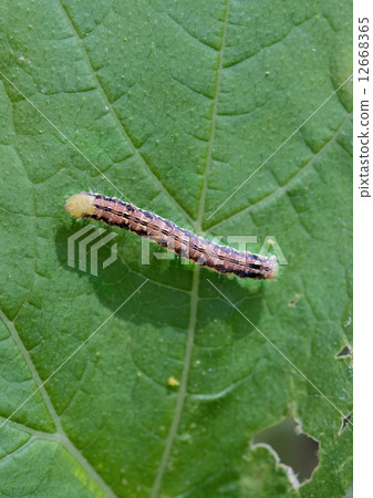 caterpillar caterpillar 12668365