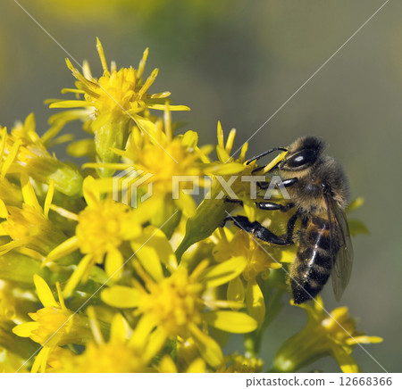 bee 12668366