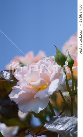 Spring corsage 12668410