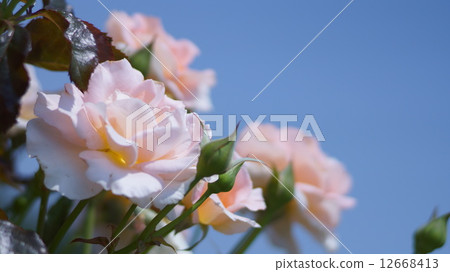 Spring corsage 12668413