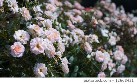 Spring corsage 12668431