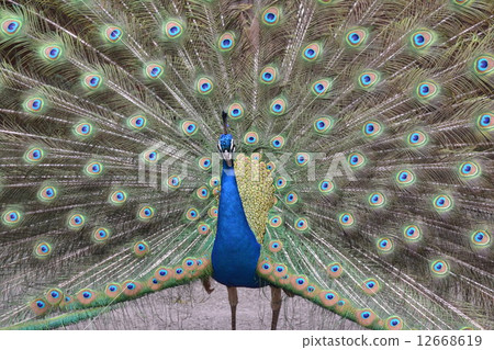 孔雀 12668619