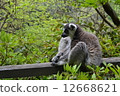 狐猴 12668621