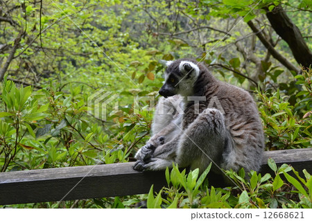 狐猴 狐猴 12668621