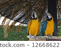 鸚鵡 12668622