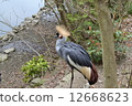 白冠鶴 12668623