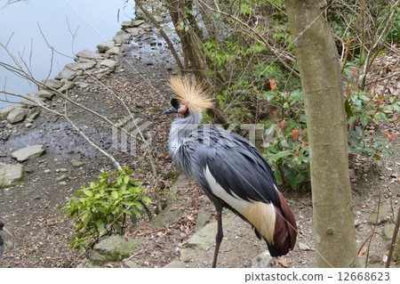 白冠鶴 白冠鶴 12668623