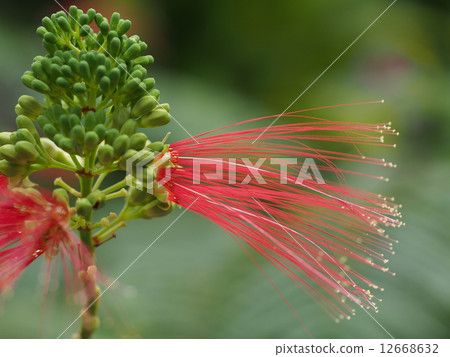 Kari Andorra Carocilisus Kari Andorra Carocilisus 12668632