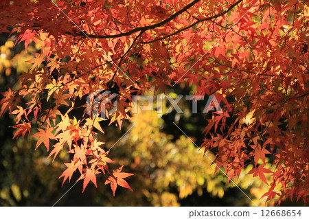 Autumn leaves color 12668654