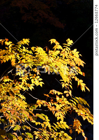 Yellow leaves 12668774
