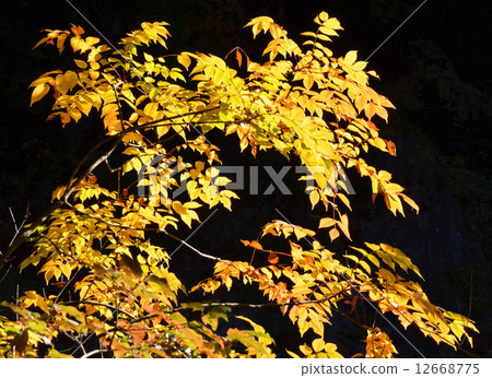 Yellow leaves 12668775