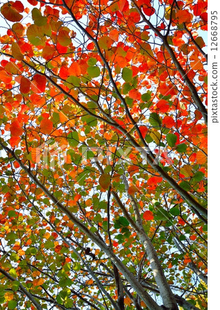 Autumn leaves of safflower Mansaku 12668795