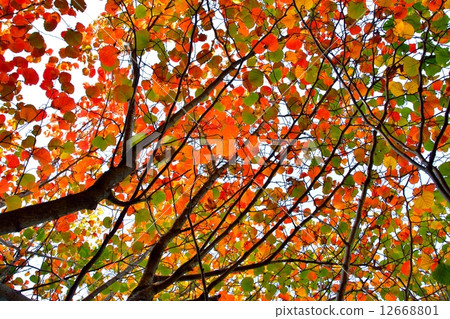 紅花Mansaku秋葉 12668801