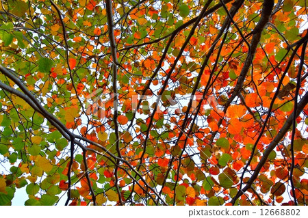 紅花Mansaku秋葉 12668802